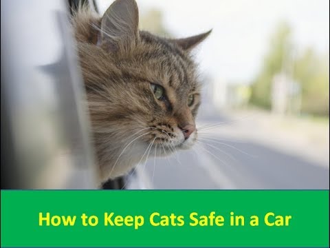 How to Keep Cats Safe in a Car - car and driver