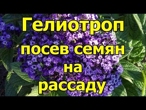 💐#Гелиотроп. #Посев семян на рассаду.