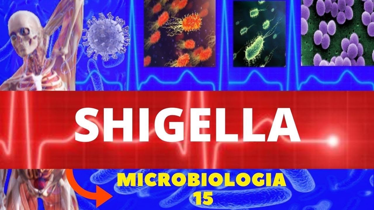 SHIGELLA - MICROBIOLOGIA (BACTÉRIAS PATOGÊNICAS) - ENTEROBACTÉRIAS