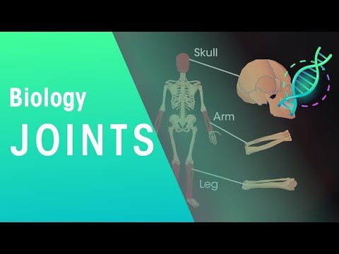 image-What is the common joint in the body?