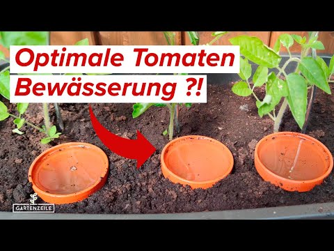 Tomaten Bewässerung ➜ Diese Methode wird dich begeistern! Tomaten richtig gießen!