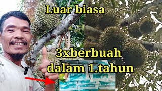Download lagu how to produce durian trees out of season #kebundurian mp3