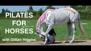 Carrot Exercises for Horses