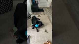 Video preview image #1 Doberman Pinscher Puppy For Sale in Buffalo, MN, USA