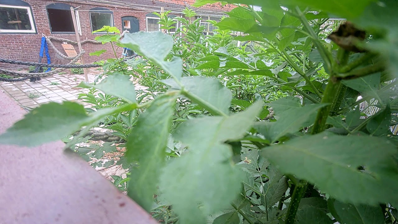 Live webcam view of Refugio Felino de Woody's al Aire Libre