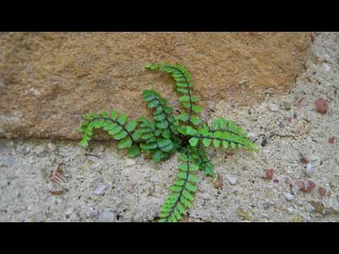 @ionbogdanstefanescu  Godard - Allegretto