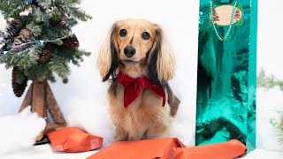 MY MINI DACHSHUND OPENS HER CHRISTMAS GIFTS!