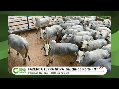 MATO GROSSO: FÊMEAS NELORE CHEGAM A 20 ARROBAS; CONFIRA