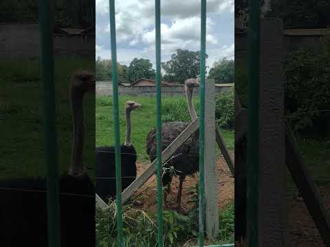 Os famosos avestruzes da orla da lagoa em Lagoa Santa MG. #avestruz