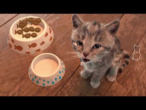 EL GATITO TIENE HAMBRE | LAS AVENTURAS DEL GATITO