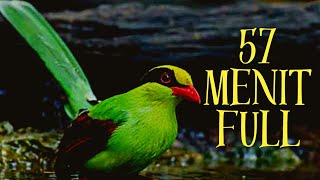 Download lagu 🔴 Full 57 Menit❗Suara Burung Ekek Keling❗#ekekkeling mp3 Download lagu 🔴 Full 57 Menit❗Suara Burung Ekek Keling❗#ekekkeling mp3