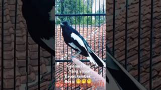 Download lagu Kacer rasa kapas tembak #kacer #burung #kicaumania #pancingan #birds #burungkicau mp3