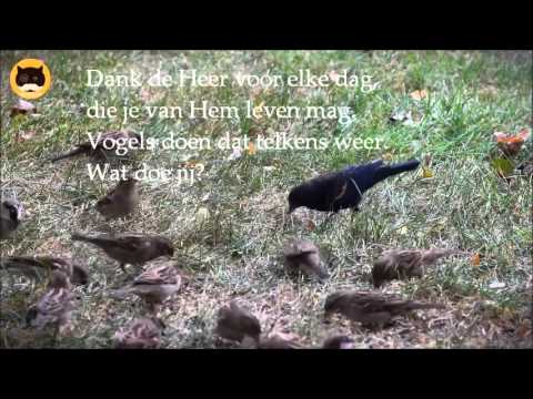 Hoor de vogels zingen weer