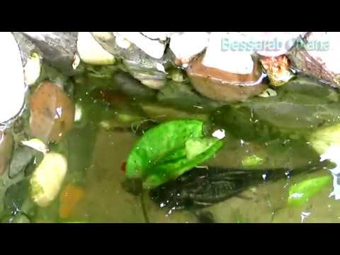 Мой пруд в июле 2018 г.