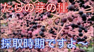 《山菜》たらの芽の実を採取してみた！