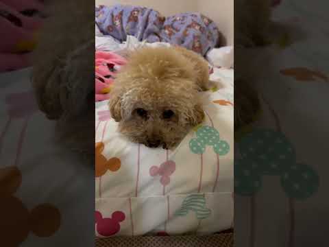 経営学科 トイプードル1歳　 #トイプードル #toypoodle