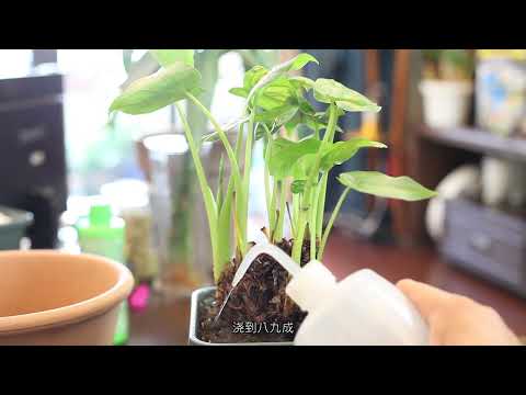 滴水觀音植物