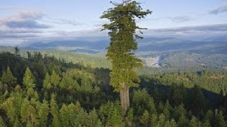 17 BIGGEST Trees in the World