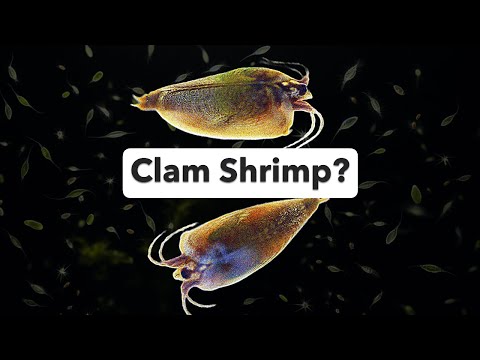 Clam Shrimp?