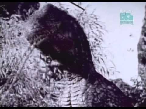 Paleoworld - Mistaken Identity