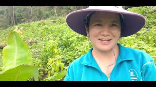 Download lagu Mu luaj nroj lo da dej mp3