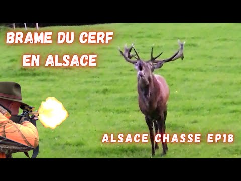 Brame du cerf en Alsace:juste grandiose!-Hirschbrunft in Alsace- Red Deer Hunting in Alsace