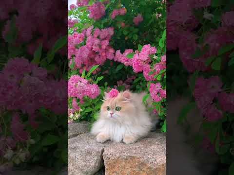 The Cute Dimpy Cat ❤️