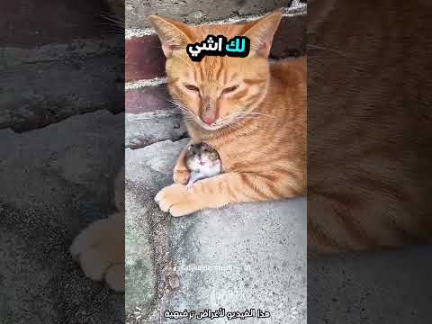 القط حاول يخدع الفأر بطريقة غبية 😳 #shorts