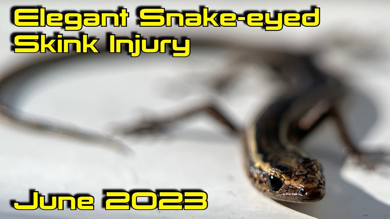 Injured Elegant Snake-eyed Skink