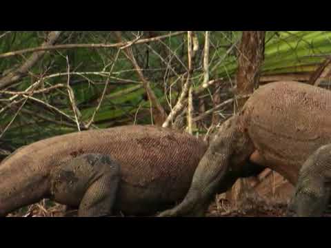 E02 05 Big Five Asien Der Komodowaran
