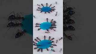 Download lagu ada gula ada semut 🐜🐜#shortvideo #semut mp3