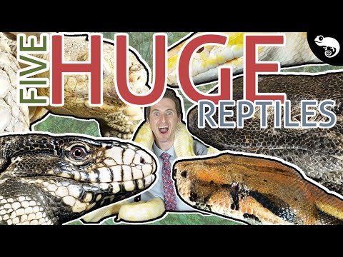 Five of the Best GIANT Pet Reptiles