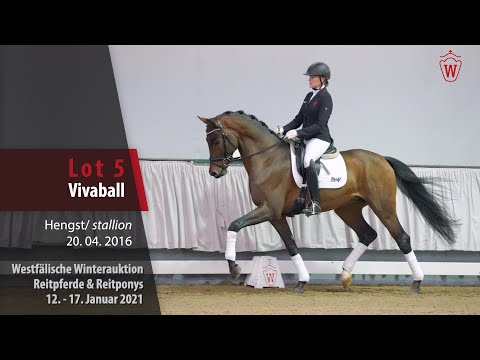 Winterauktion Reitpferde & Reitponys  Lot 5 Vivaball Hengst v. Vivaldi - Fürstenball