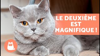 7 RACES de CHATS d'APPARTEMENT 🐱🏠 Meilleures Races de CHATS pour Appartements !