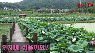 연재배 쉬울까요?......[농사TV]