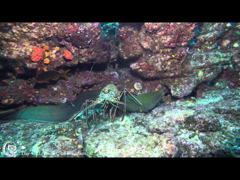 Diving Revillagigero Socorro - Part II , Socorro Islands,Mexiko