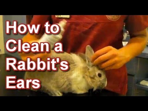 How to Clean a Rabbit's Ears - Tai Wai Small Animal &...