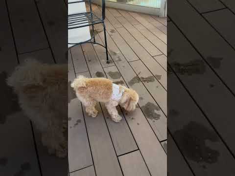 経営学科 ドッグランで走るトイプードル12ヶ月 #トイプードル　#toypoodle