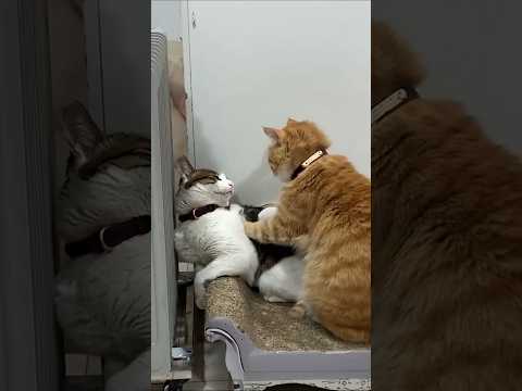 Heyvanlar #48 #harunmemmedov #shorts