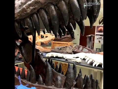 Random Act of Anatomy – WitmerLab's "tyrannosaur nook"