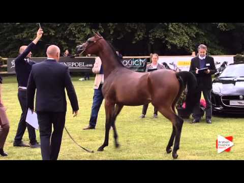 N.118 MALAK SUDAIR - Bruges 2015 International - Yearling Fillies (Class 101B)