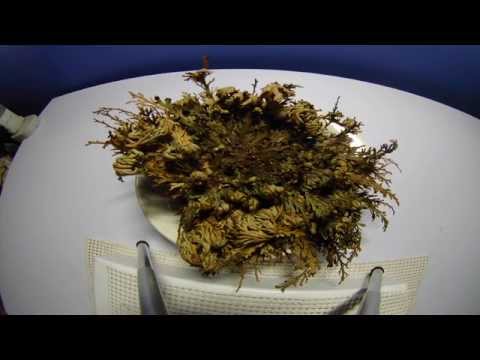 Rose of Jericho Plant Opening in Time Lapse