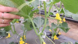 HOW TO PRUNE CUCUMBER PLANTS FOR BEST PRODUCTIONS