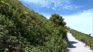 8月11日【びわ湖放送ニュース】「山の日」 伊吹山は登山者で賑わう 再生した植物の群生も