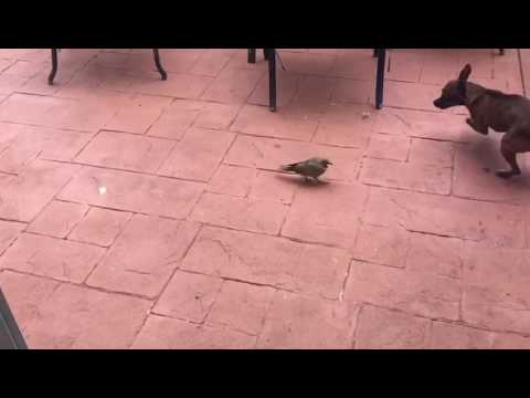 Dog and Pigeon  playing (Perro y Paloma jugando)