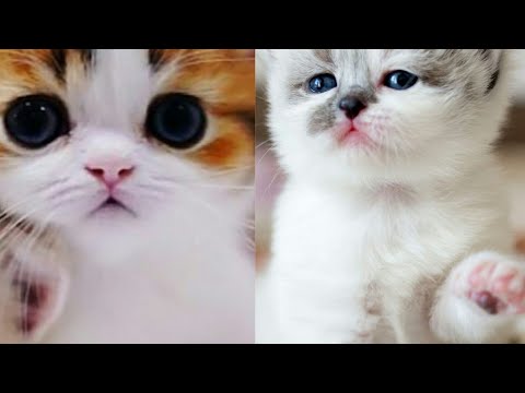 cute cats amazing cat's episode #1