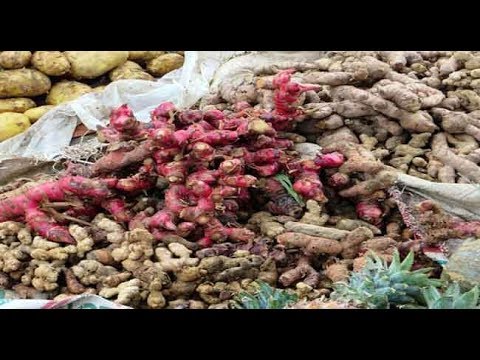 Rezim pelangsing yang ketat Turun 5 kg