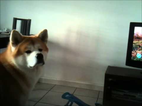 comment trouver un akita inu