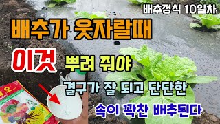 잦은비에 배추가 웃자랄때 이것 뿌려줘야 배추결구가 잘되고 단단하며 속이 꽉찬 배추가됩니다 배추웃자람 예방법