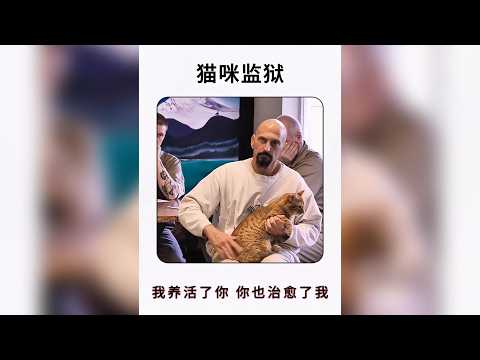 監獄聯手救助站的奇蹟：讓500隻流浪貓重獲新生，更改變了整座監獄的命運 #貓咪 #治癒 #流浪貓 #救助 #動物救援